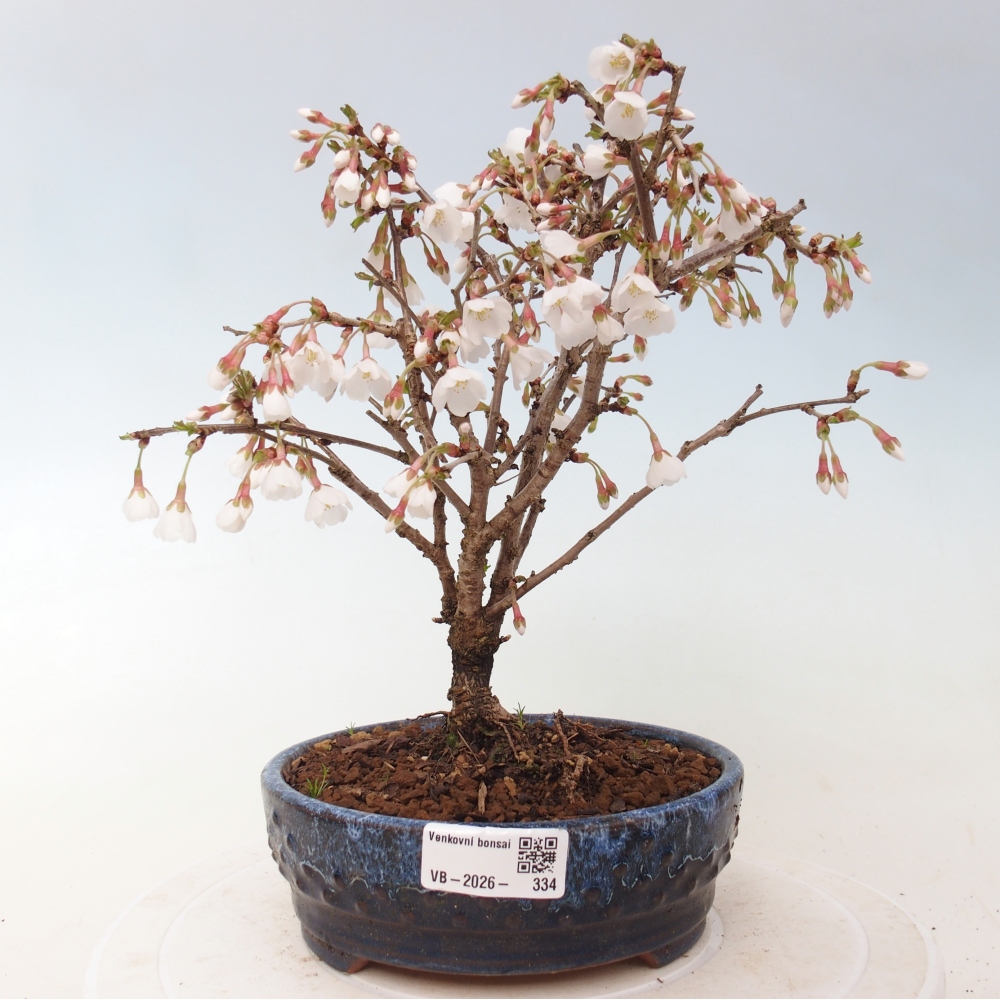 Bonsai voor buiten - Prunus incisa Kojou-no mai-Plivon uitgesneden