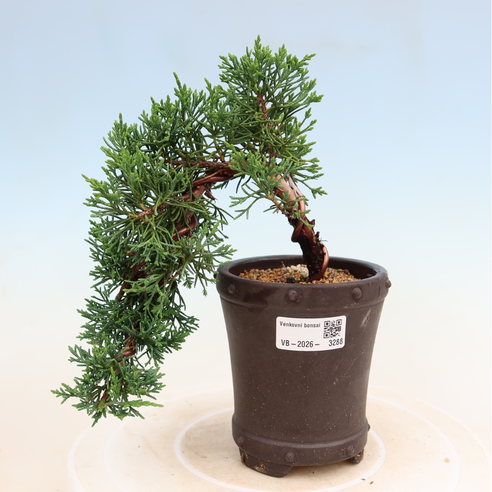 Bonsai voor buiten - Juniperus chinensis Kishu