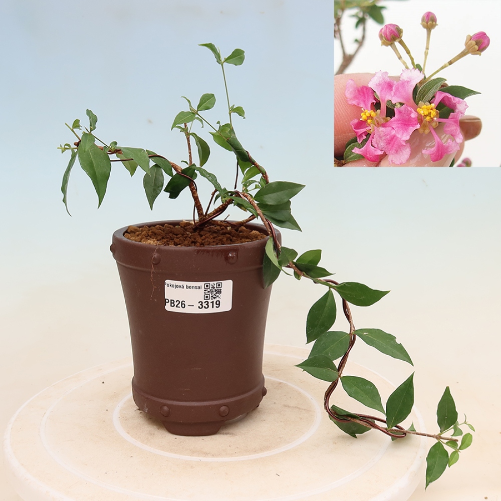 Kamerbonsai - Barbados-kers (Malpighia glabra) 