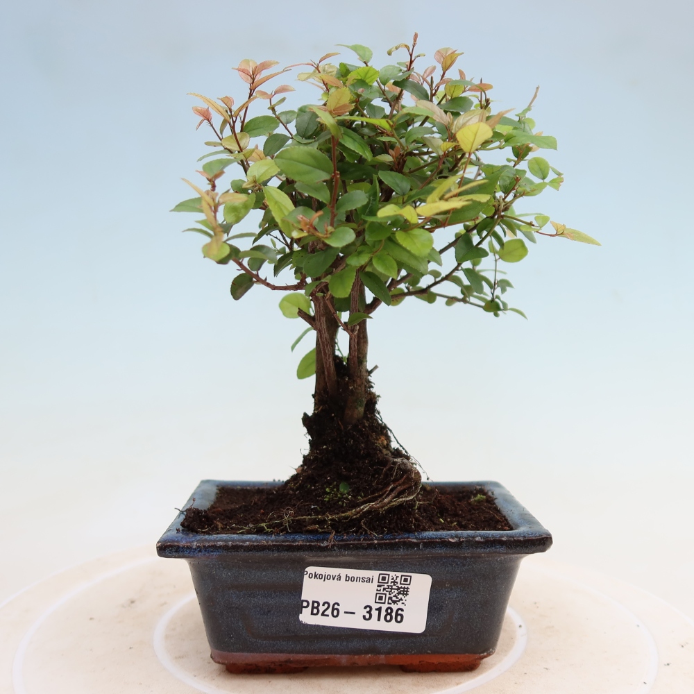 Kamerbonsai - Sageretia thea - Sageretia thea