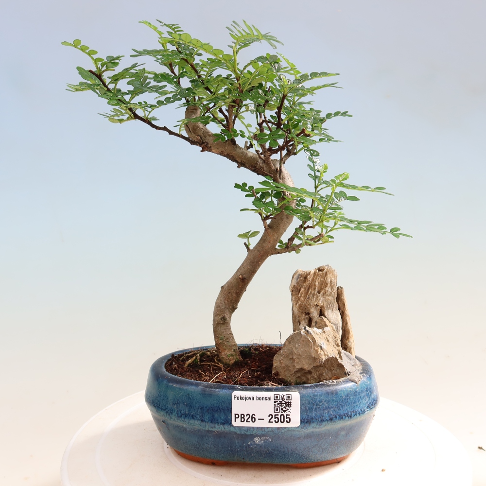Kamerbonsai - Zantoxylum piperitum - peperboom