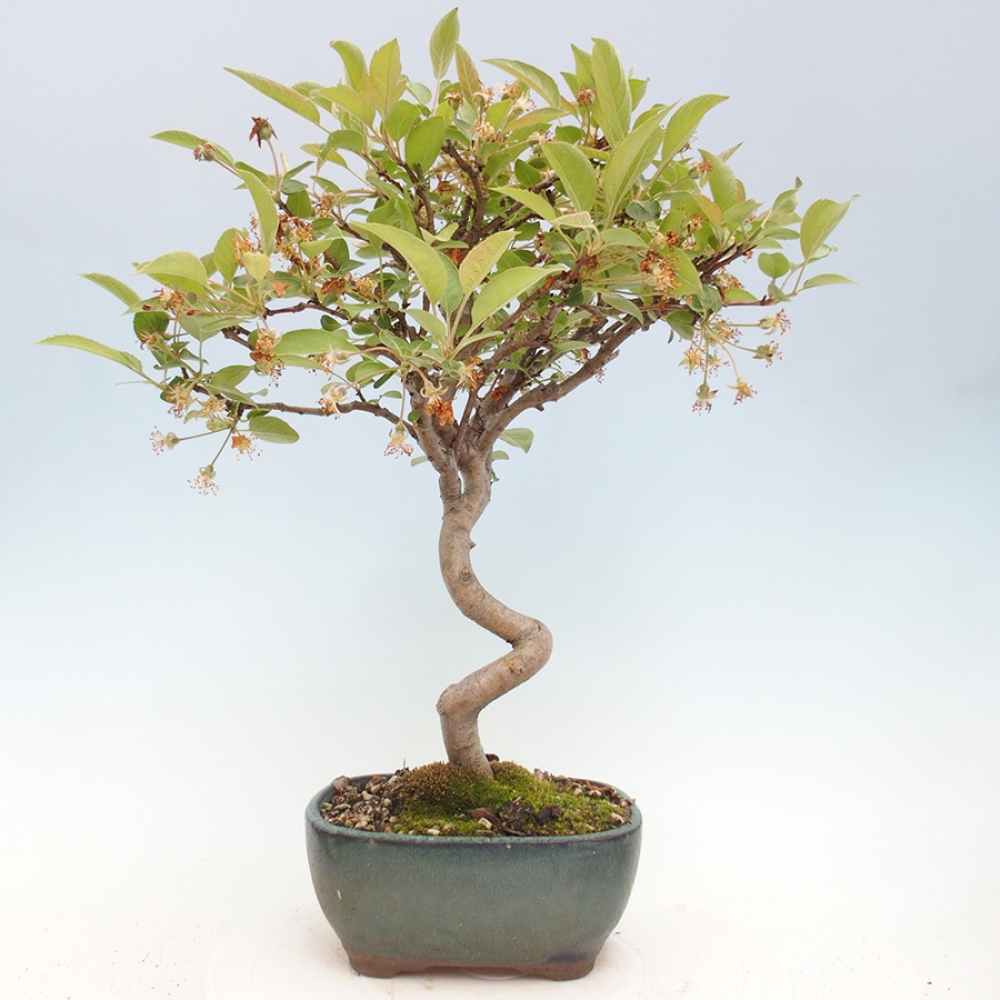 Bonsai voor buiten -Malus halliana - Appelboom met kleine vruchten