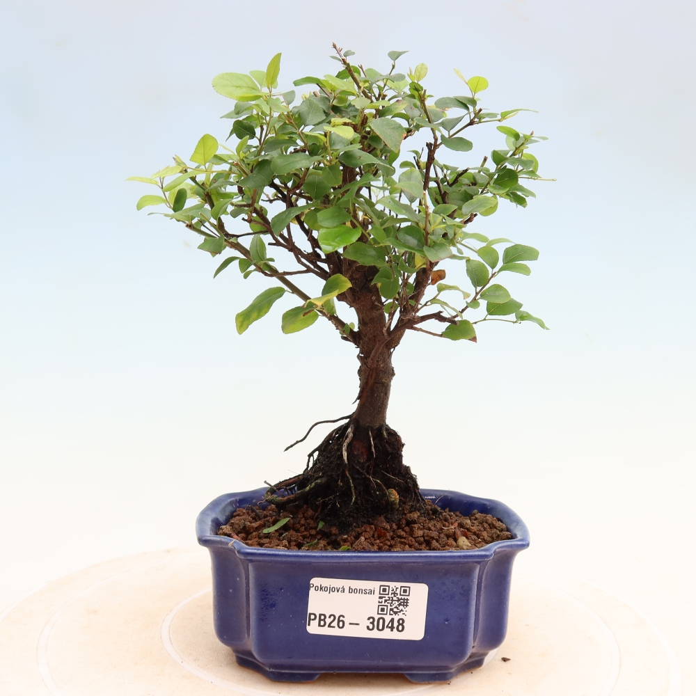 Kamerbonsai - Sageretia thea - Sageretia thea