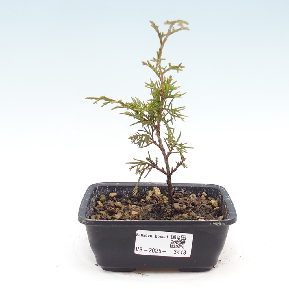 Bonsai voor buiten - Juniperus chinensis Itoigawa