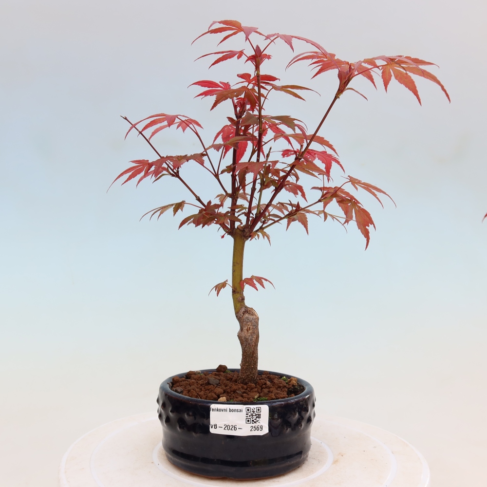 Bonsai voor buiten - Acer palm. Atropurpureum-Javorpalm