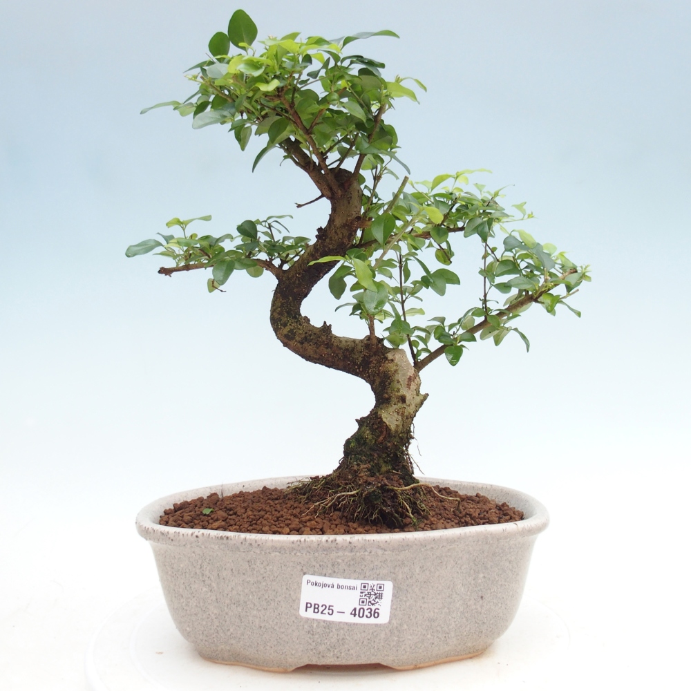 Kamerbonsai -Ligustrum chinensis - Vogelsnavel