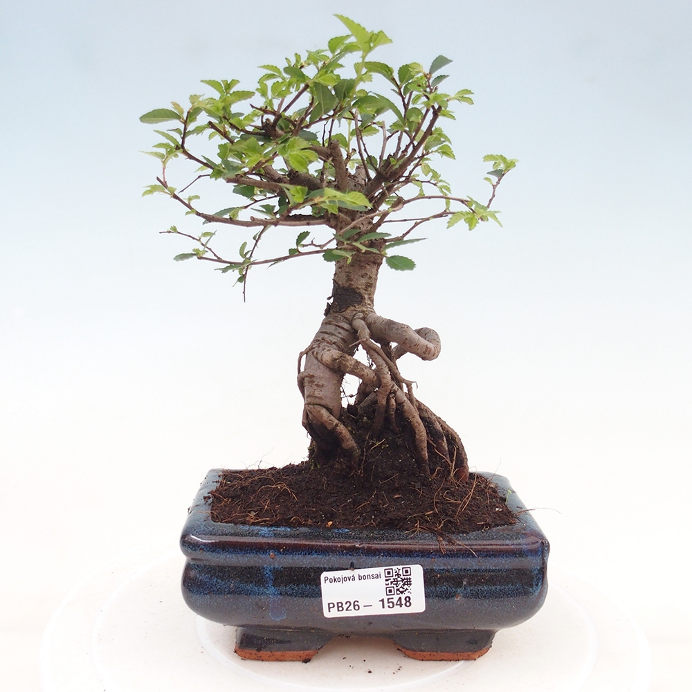 Kamerbonsai - Ulmus parvifolia - Winteriep