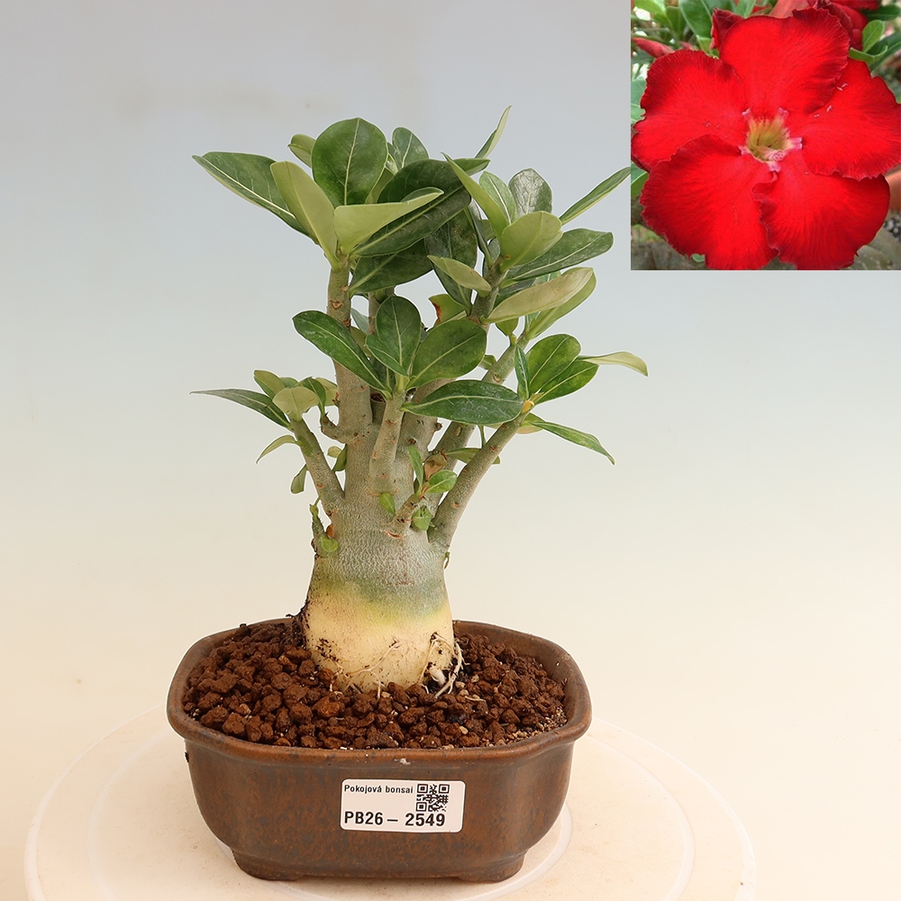 Kamerbonsai - Adenium obesum Red Star - Woestijnroos