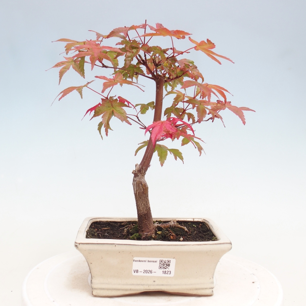Bonsai voor buiten - Acer palmatum DESHOJO