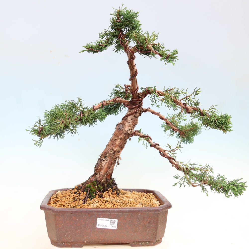 Bonsai voor buiten - Juniperus chinensis Kishu