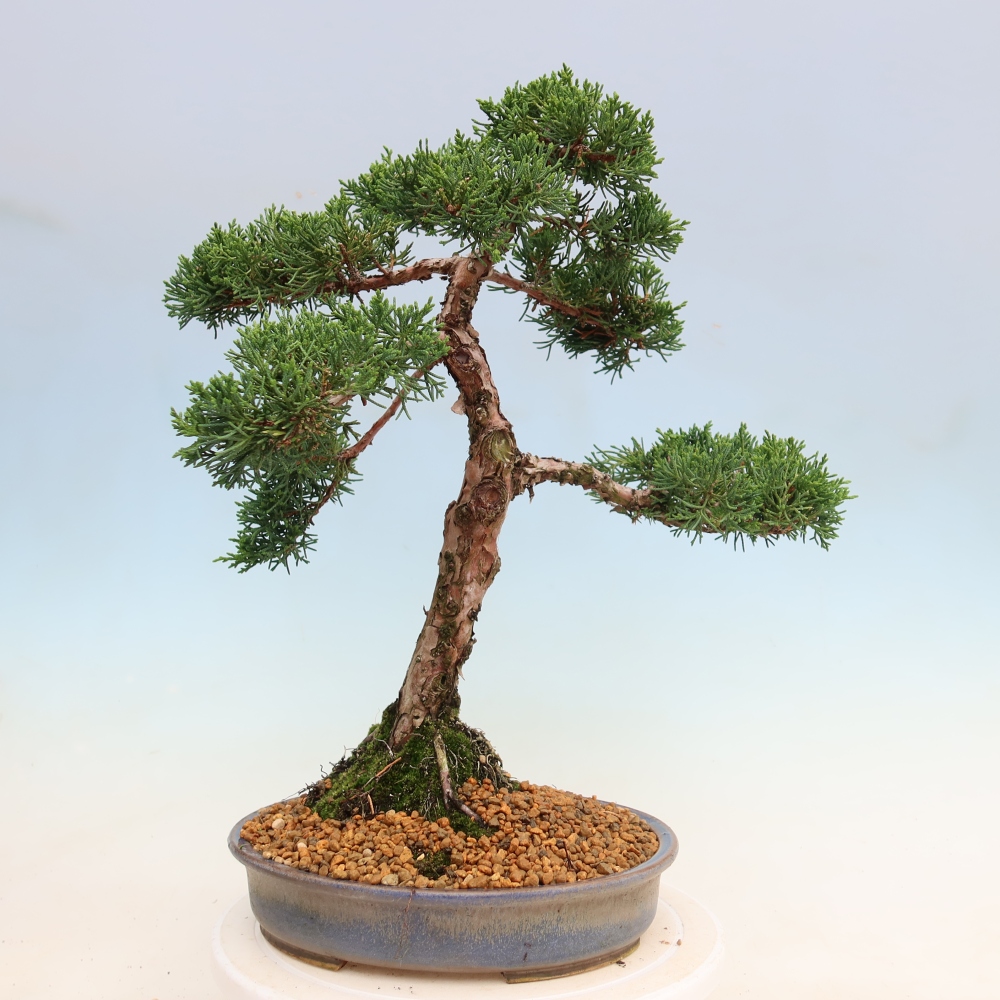 Bonsai voor buiten - Juniperus chinensis Kishu