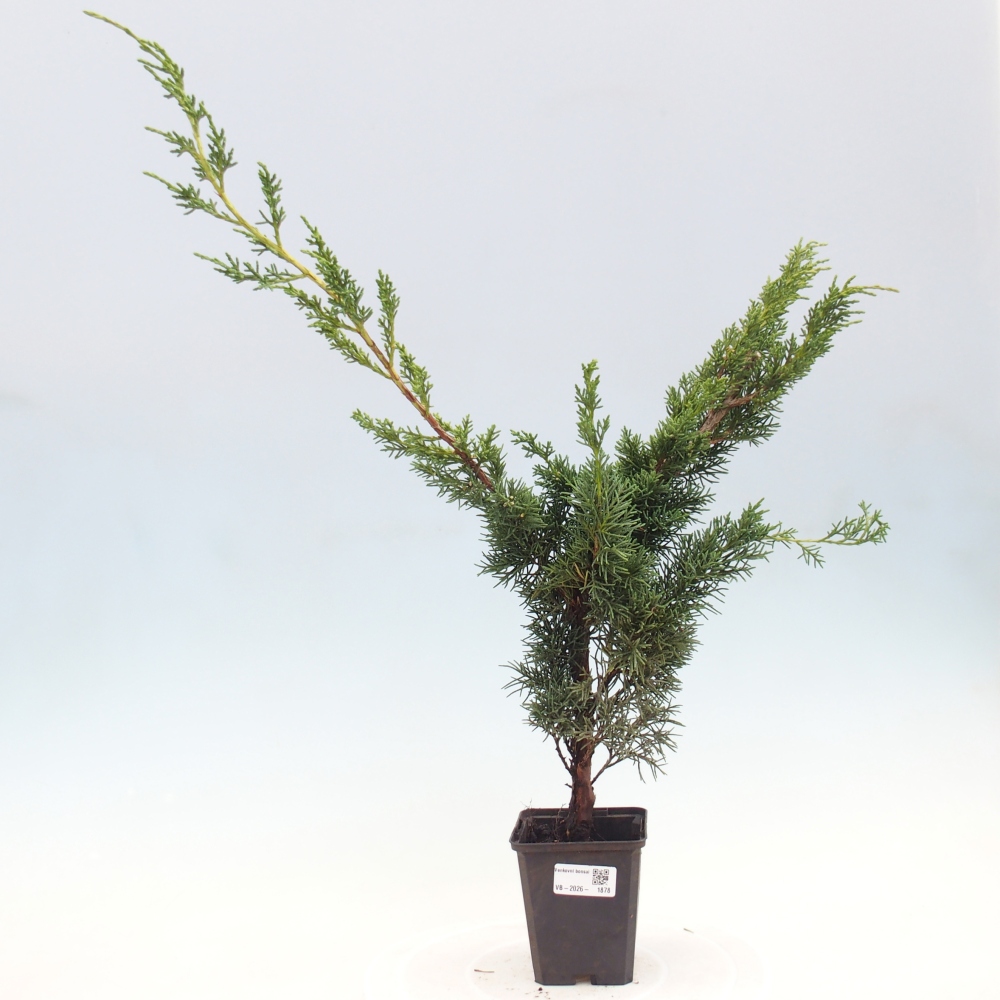 Bonsai voor buiten - Juniperus chinensis Kishu