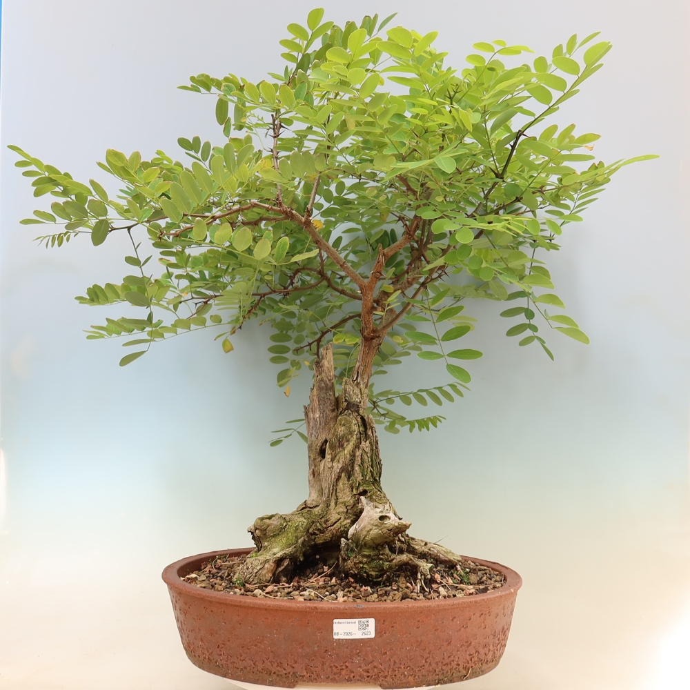 Bonsai voor buiten - Doornacacia - Robinia pseudoacacia