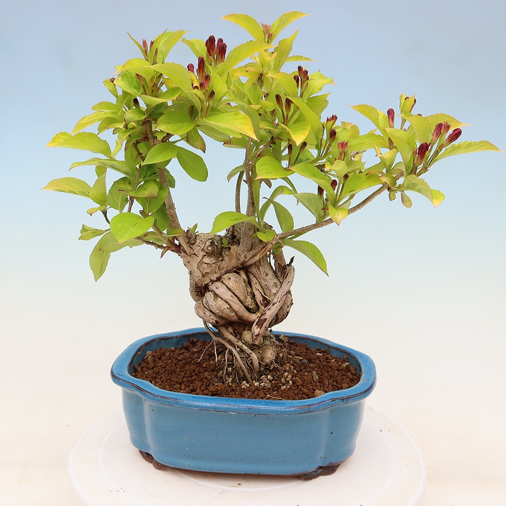 Buitenbonsai - Weigela subsessilis - Koreaanse weigela