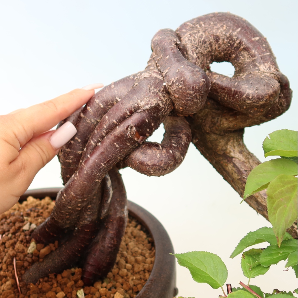 Bonsai voor buiten – Japanse abrikoos – Prunus Mume