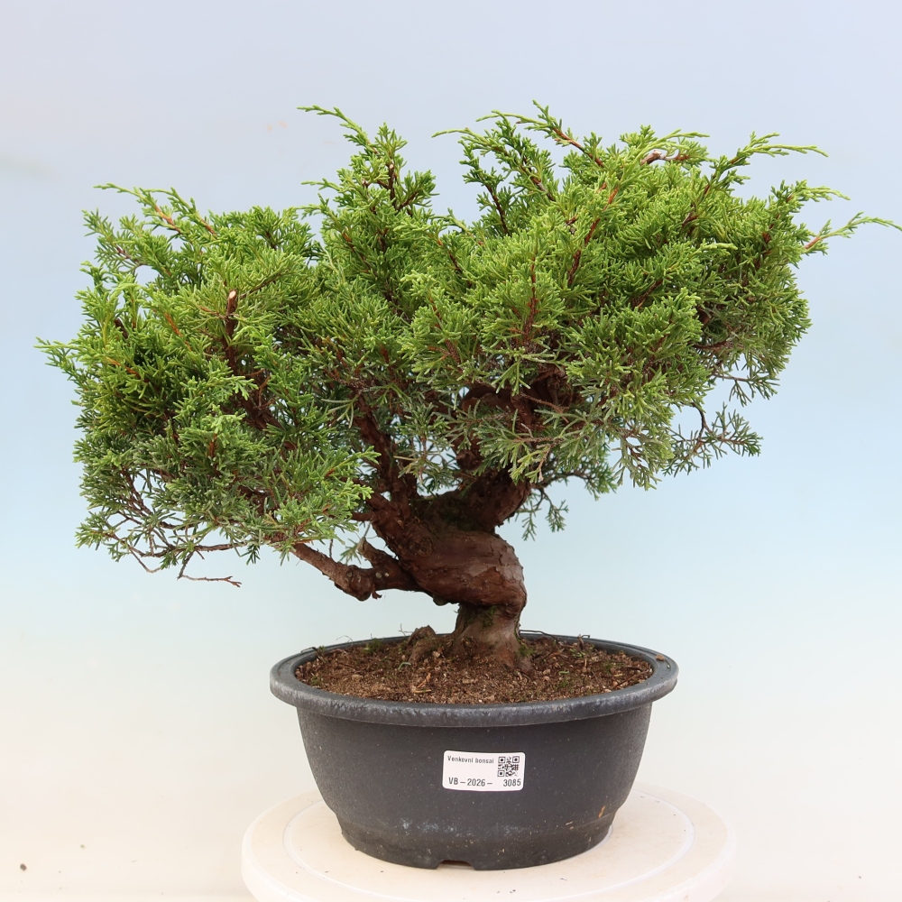Bonsai voor buiten - Juniperus chinensis Itoigawa-Juniperus chinensis