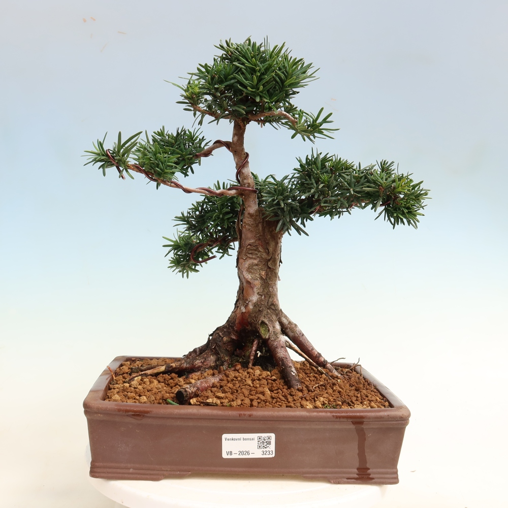 Bonsai voor buiten - Taxus cuspidata - Japanse Taxus