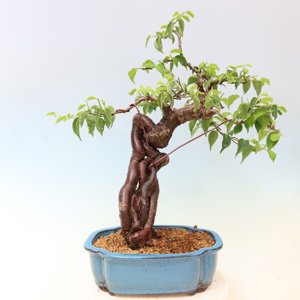 Bonsai voor buiten – Japanse abrikoos – Prunus Mume
