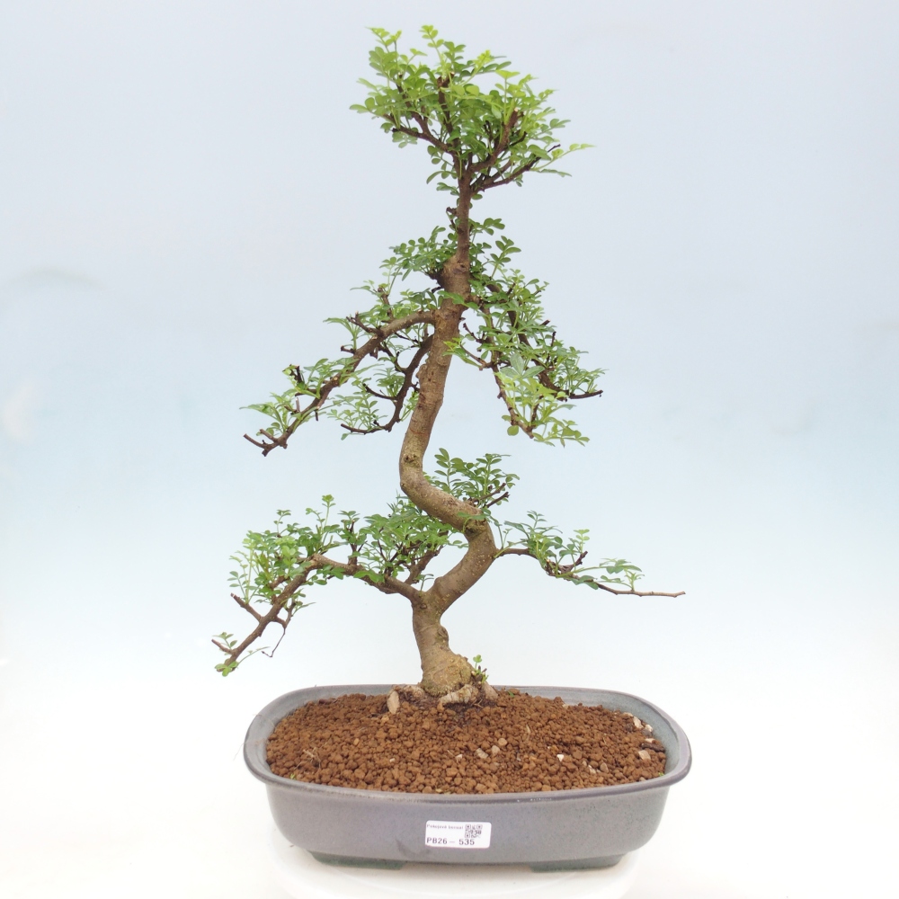 Kamerbonsai - Zantoxylum piperitum - peperboom
