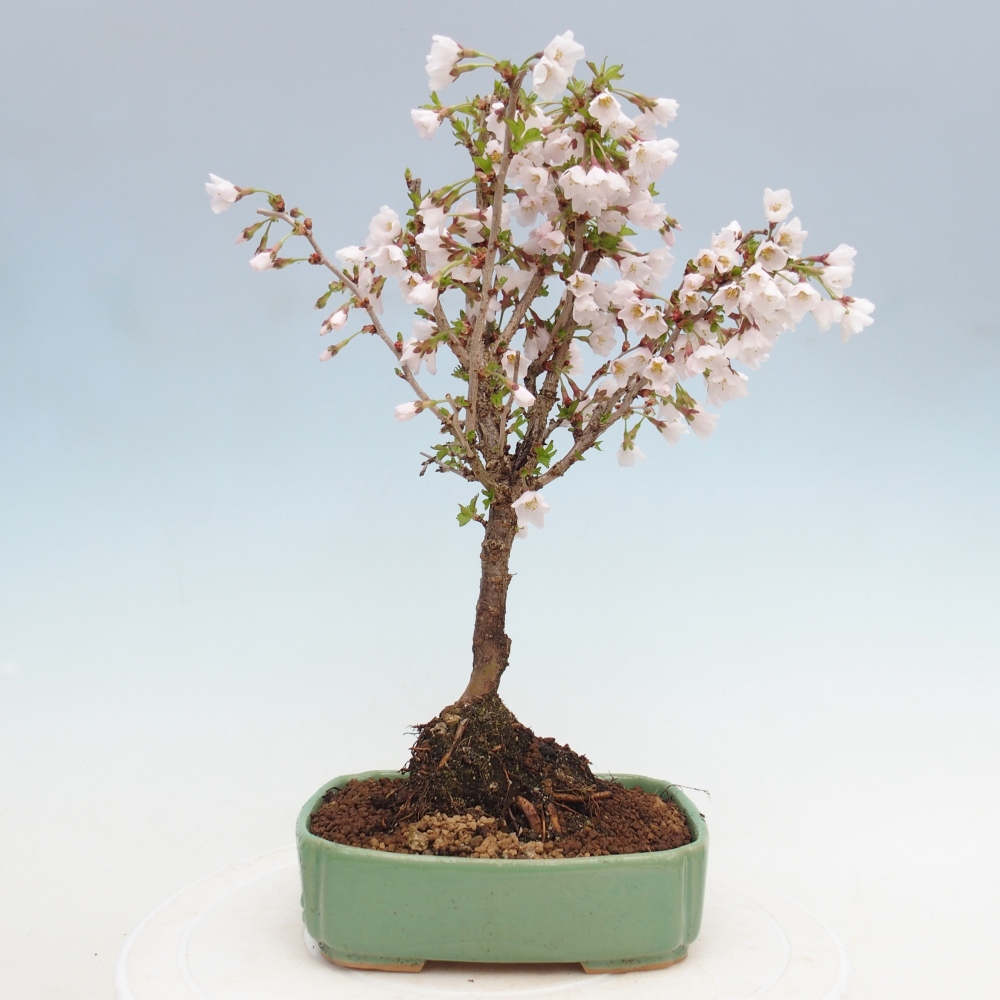 Bonsai voor buiten - Prunus incisa Kojou-no mai-Plivon uitgesneden