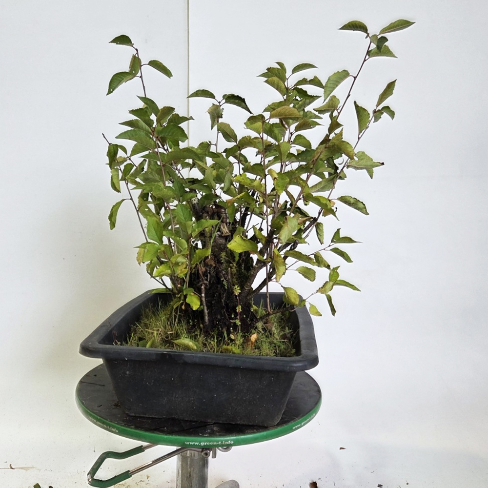 Bonsai kers voor buiten - Prunus aviata