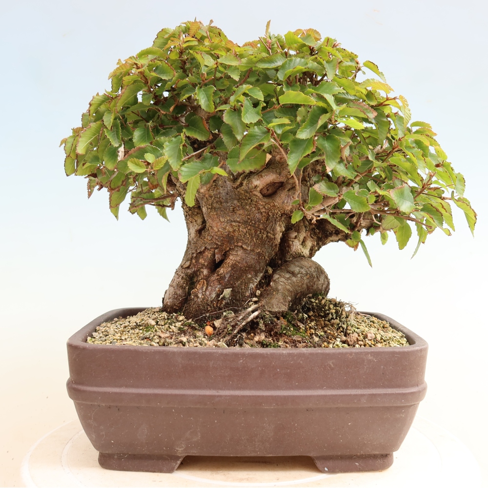 Bonsai voor buiten -Carpinus CARPINOIDES - Koreaanse haagbeuk
