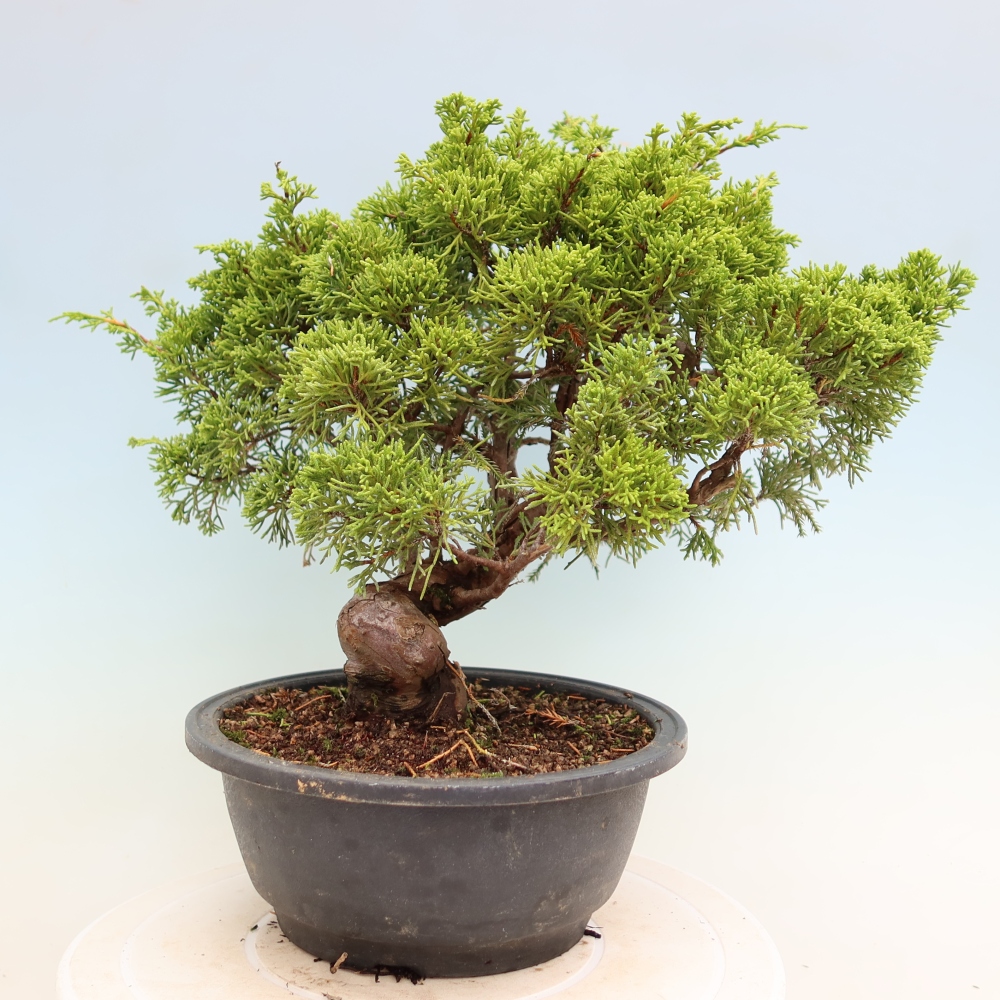 Bonsai voor buiten - Juniperus chinensis Itoigawa-Juniperus chinensis