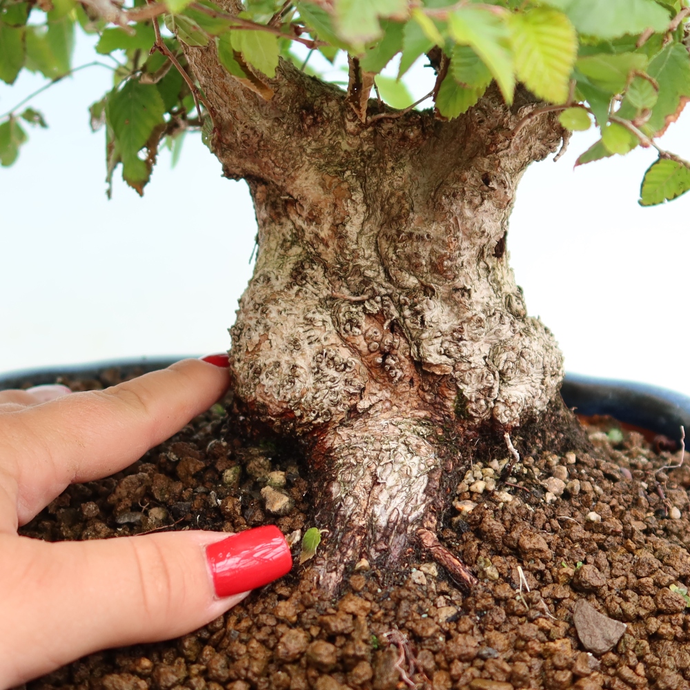 Bonsai voor buiten -Carpinus Coreana - Koreaanse haagbeuk