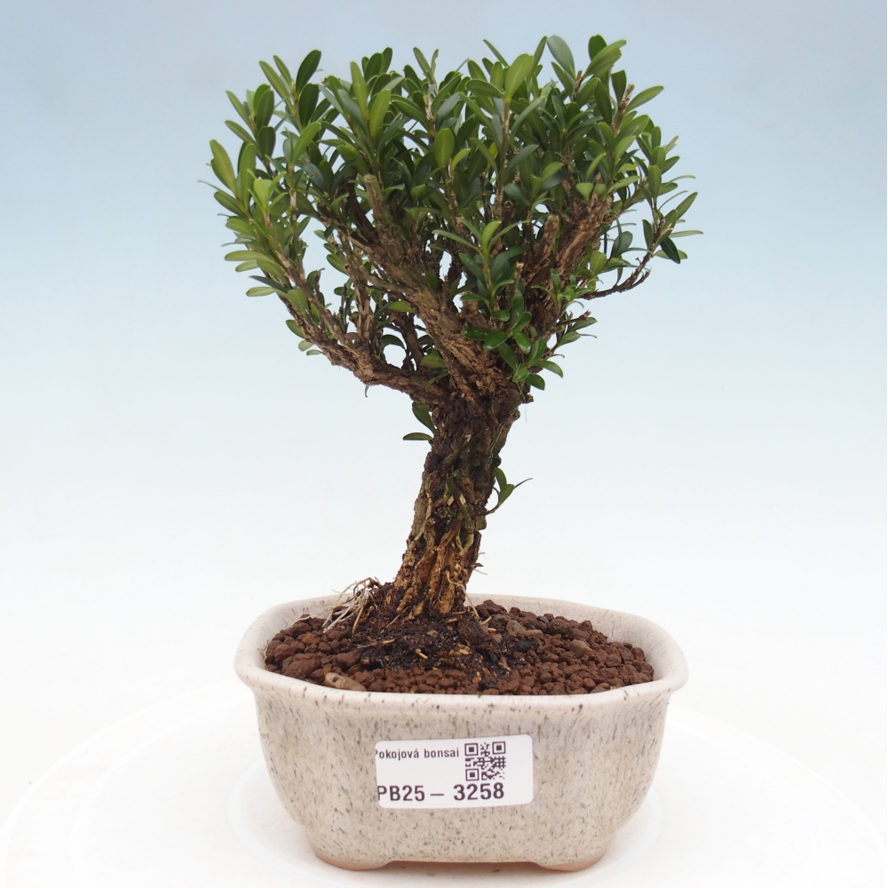 Kamerbonsai - Buxus harlandii - kurk buxus
