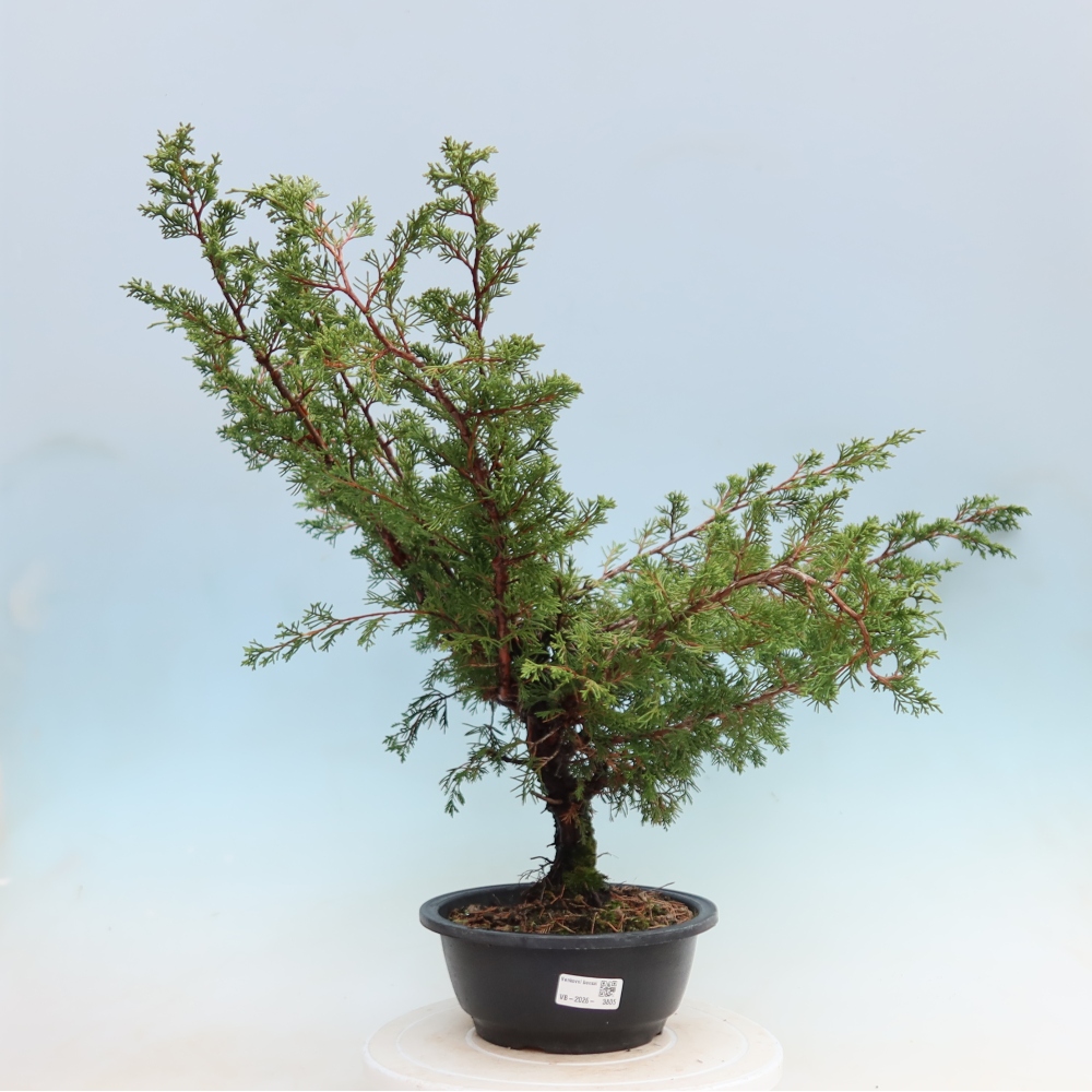Bonsai voor buiten - Juniperus chinensis Itoigawa - Chinese jeneverbes