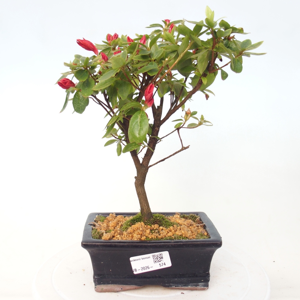 Bonsai voor buiten - Japanse azalea - Azalea sp.