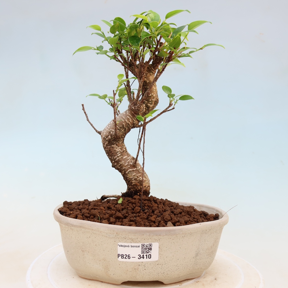 Kamerbonsai - Ficus kimmen - kleinbladige ficus