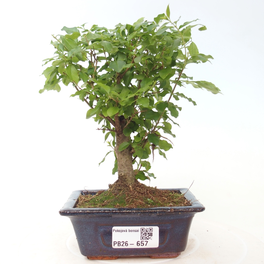 Kamerbonsai -Ligustrum chinensis - Vogelsnavel