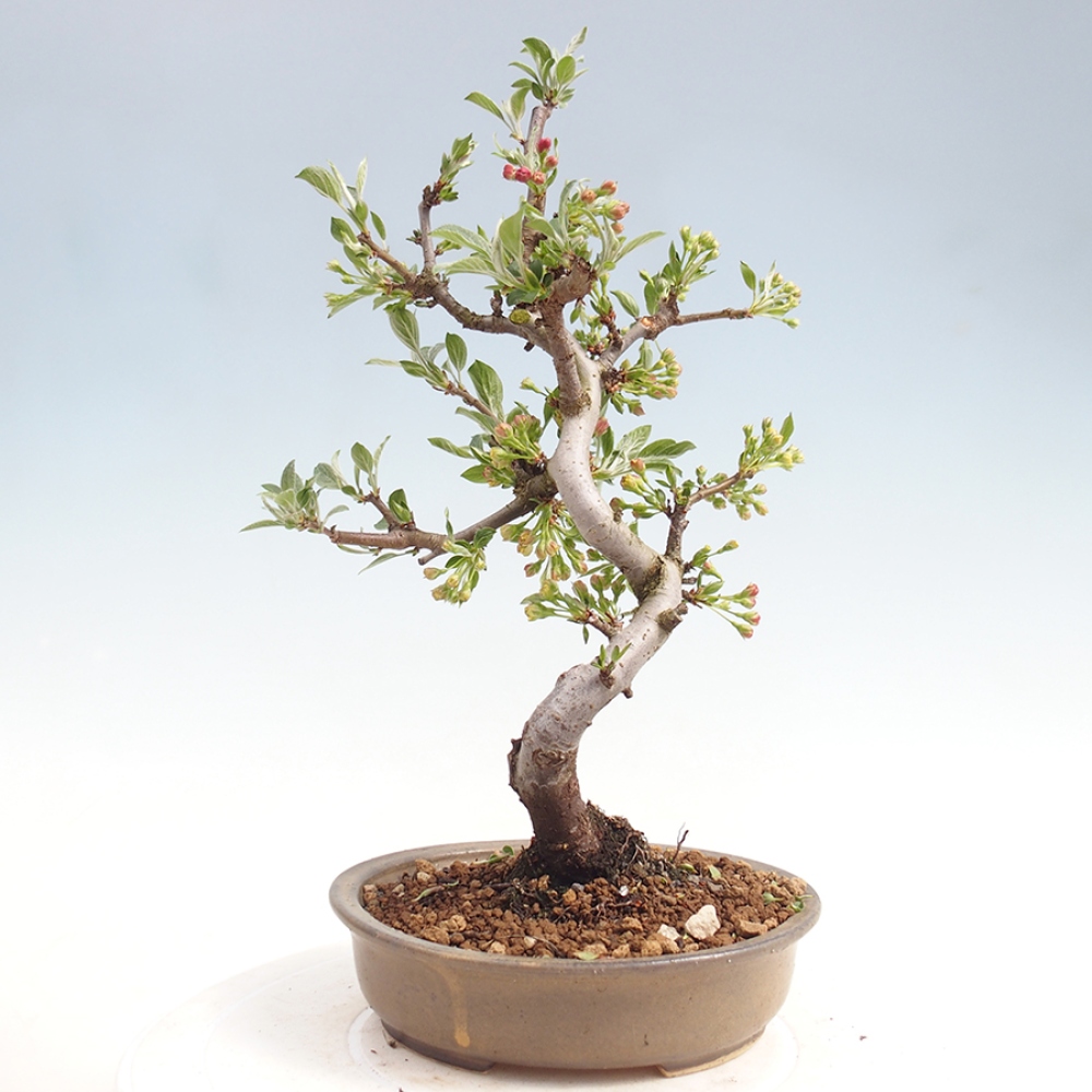 Bonsai voor buiten - Malus sargentii - Appelboom met kleine vruchten
