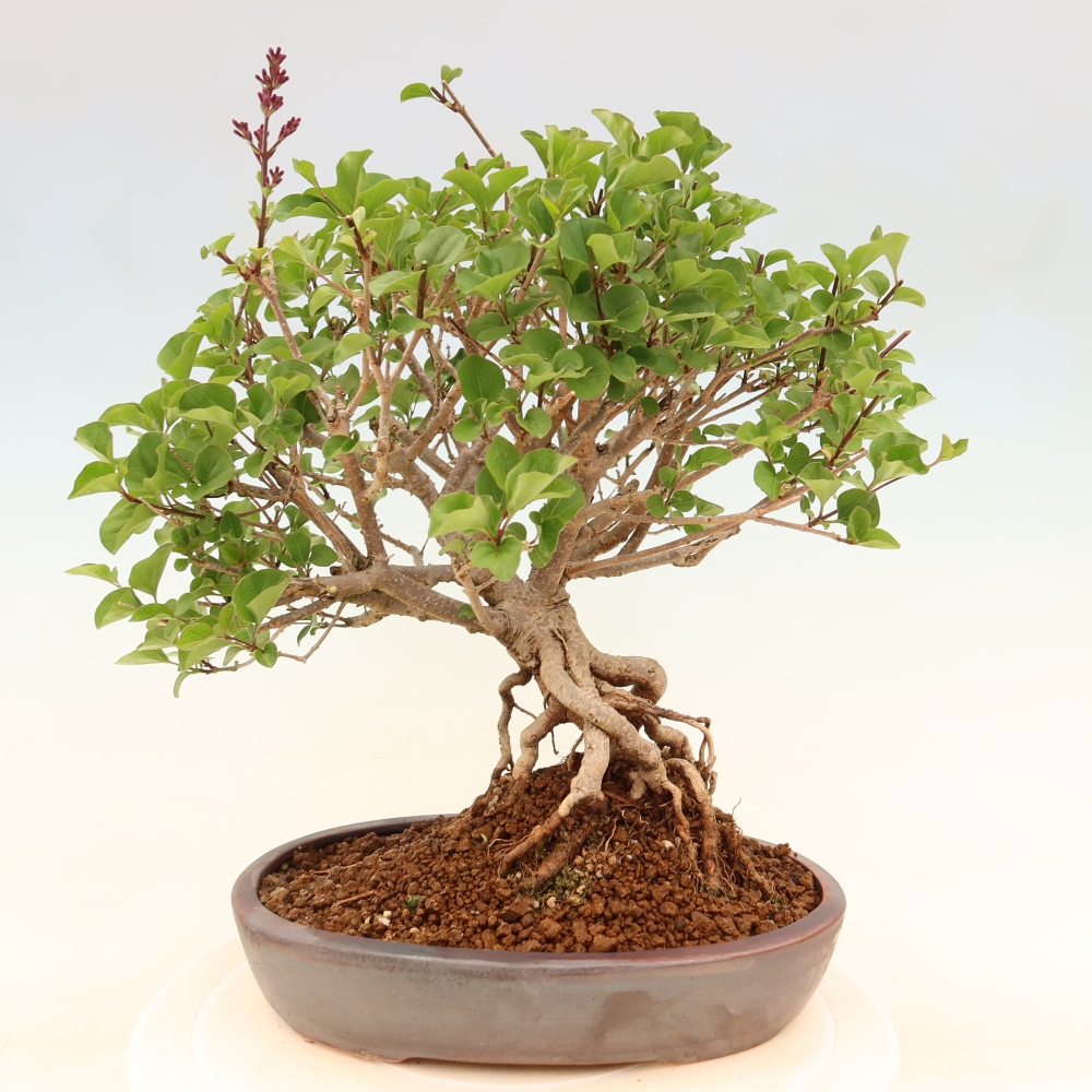 Bonsai voor buiten - Syringa microphylla - kleinbloemige sering