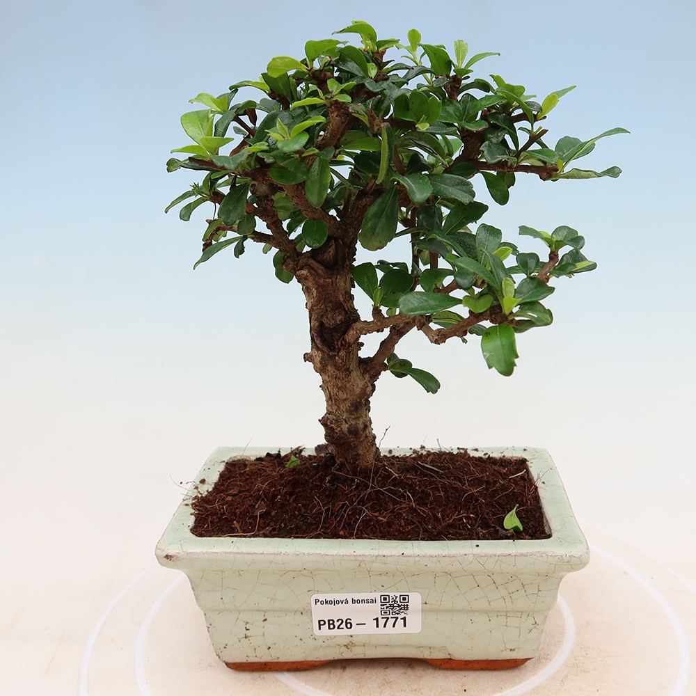 Kamerbonsai - Carmona macrophylla - Thee fuki