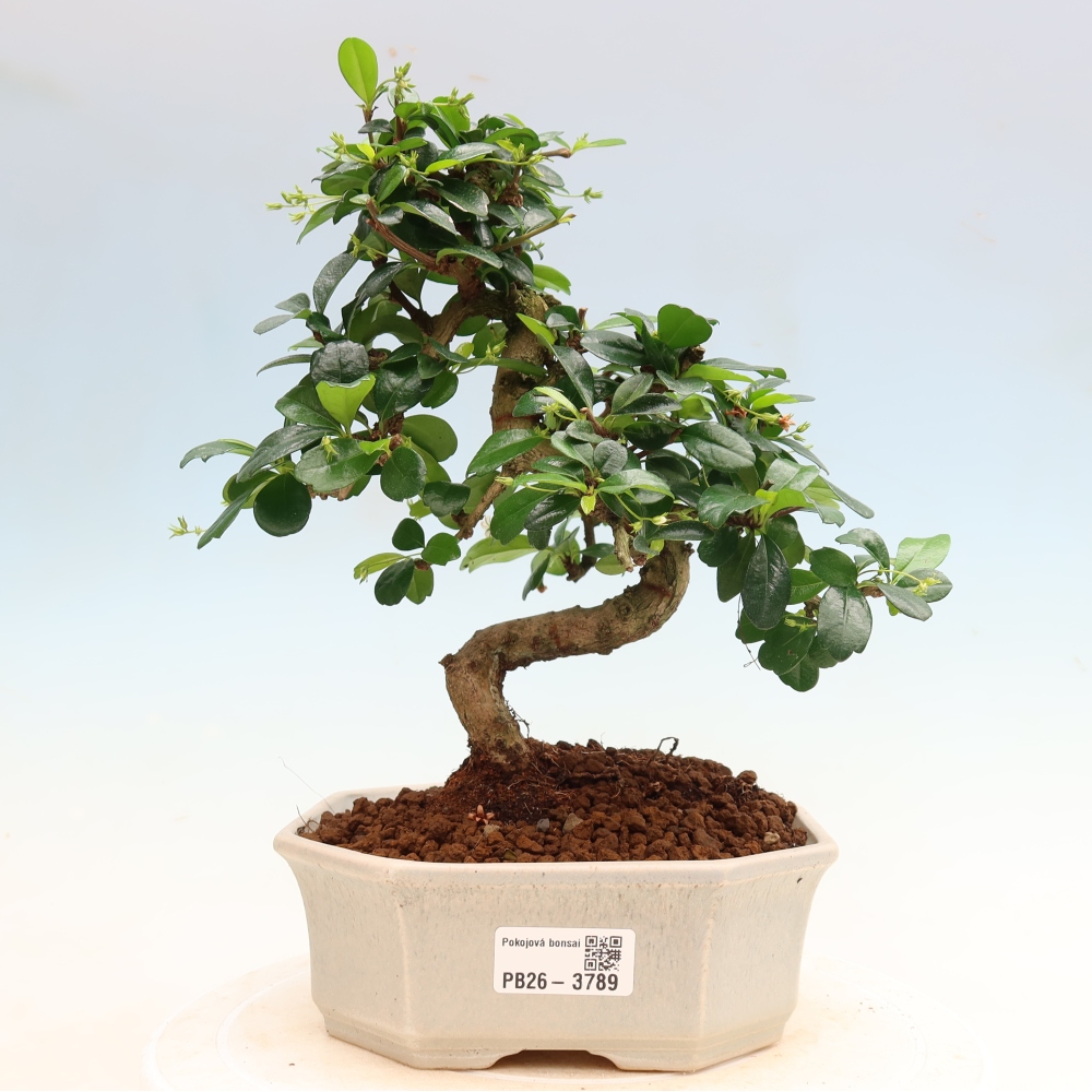 Kamerbonsai - Carmona macrophylla - Thee fuki