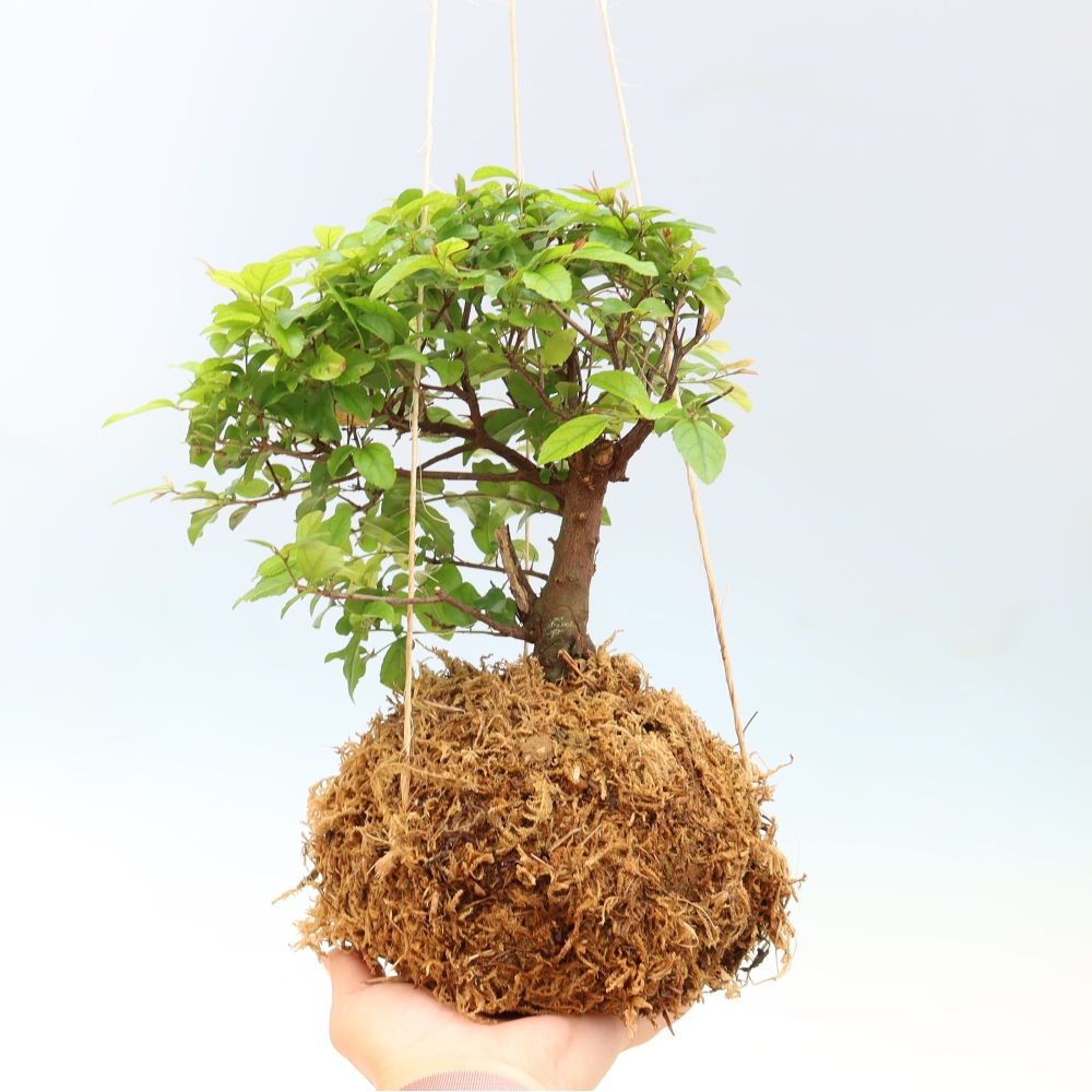 Kokedama in keramiek - Sagerecia thee - Sageretia thea