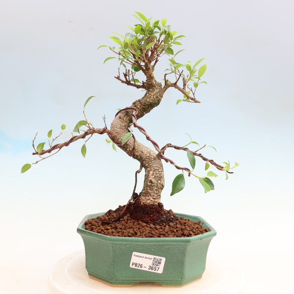 Kamerbonsai - Ficus kimmen - kleinbladige ficus