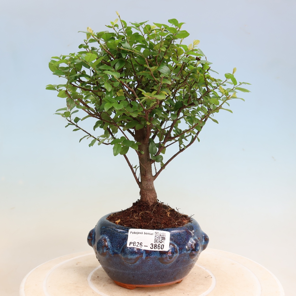 Kamerbonsai - Sageretia thea - Sageretia thea