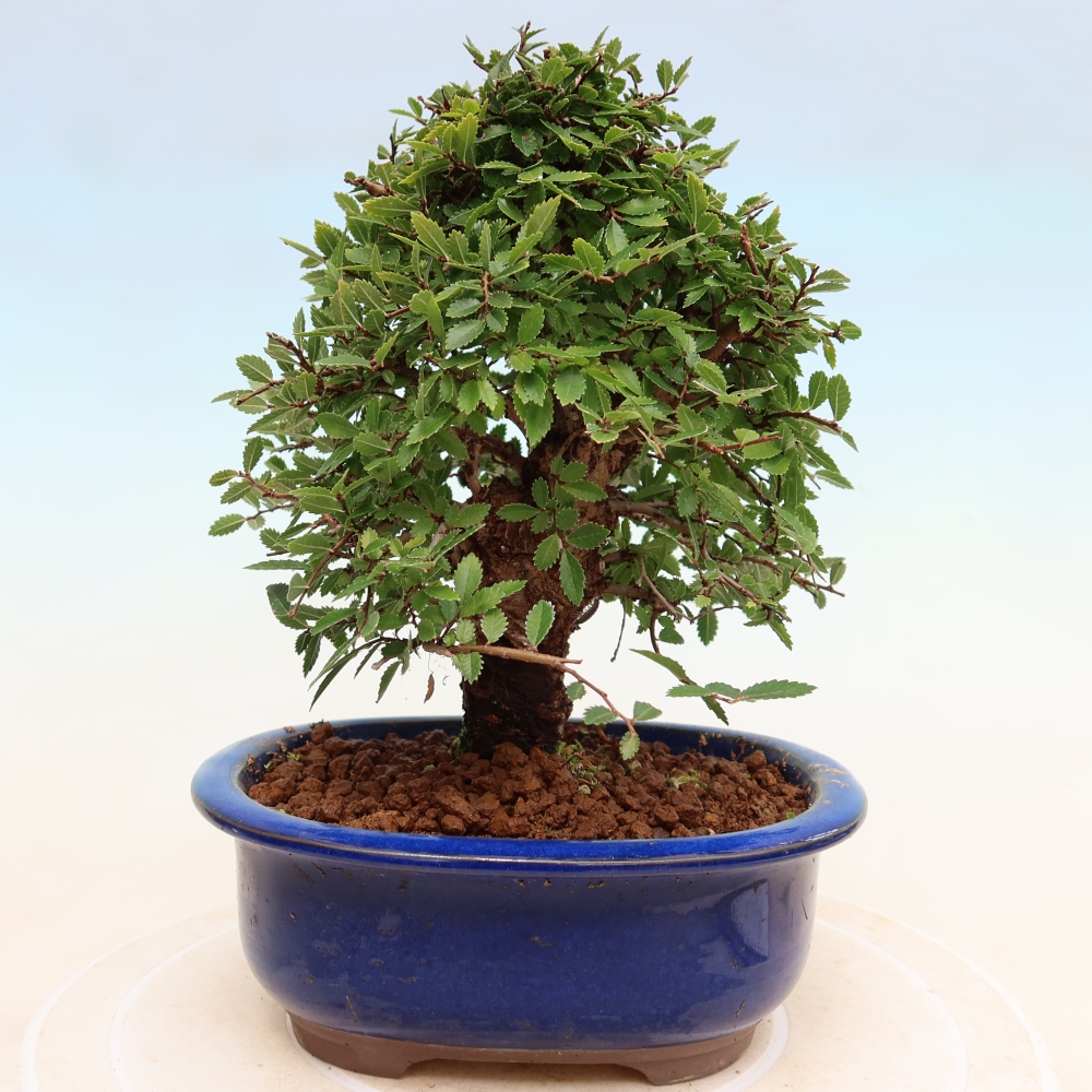 Bonsai voor buiten - Zelkova - Zelkova NIRE