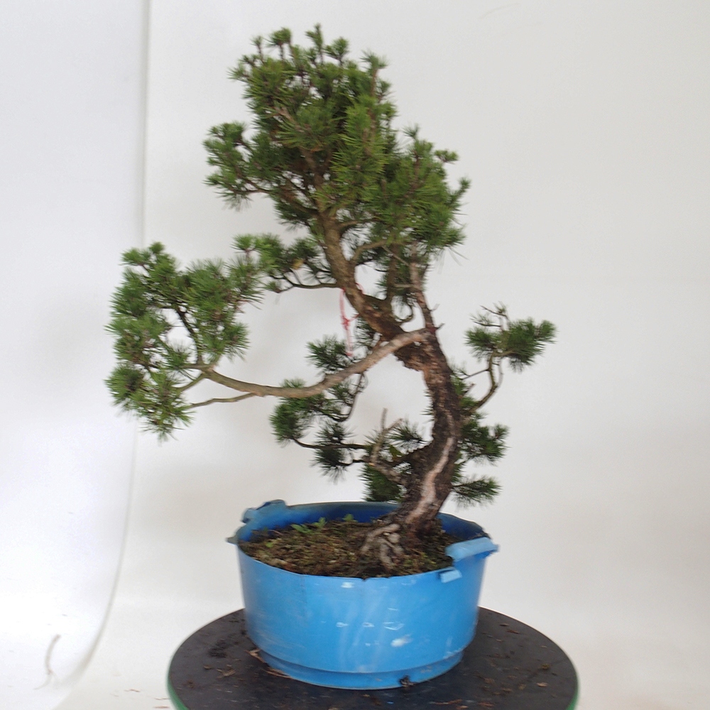 Yamadori - Pinus sylvestris Spanje