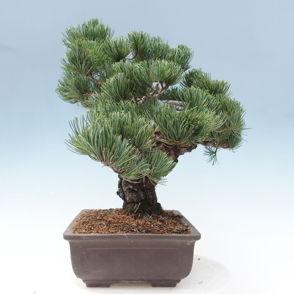 Bonsai voor buiten - Pinus parviflora - Pinus parviflora