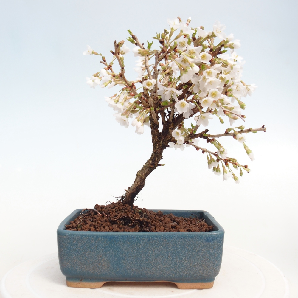 Bonsai voor buiten - Prunus incisa Kojou-no mai-Plivon uitgesneden