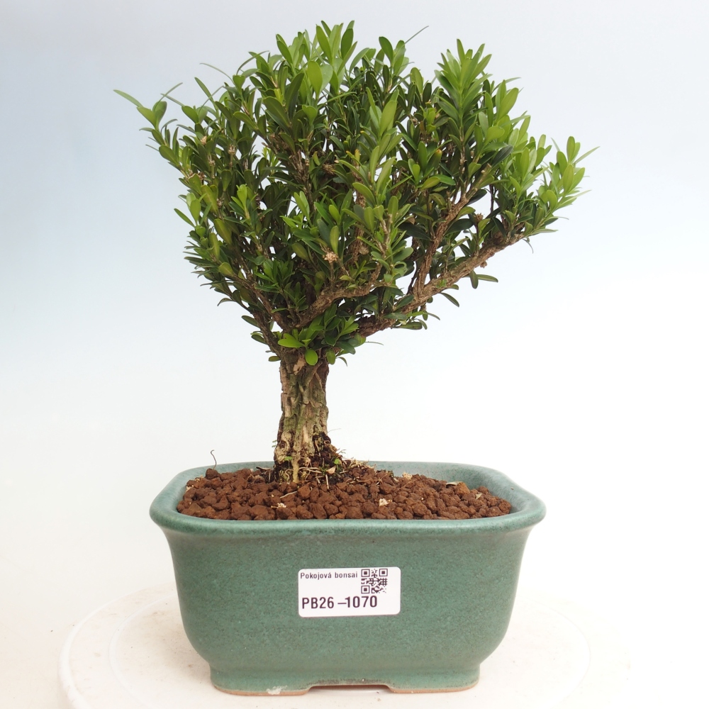 Kamerbonsai - Buxus harlandii - kurk buxus