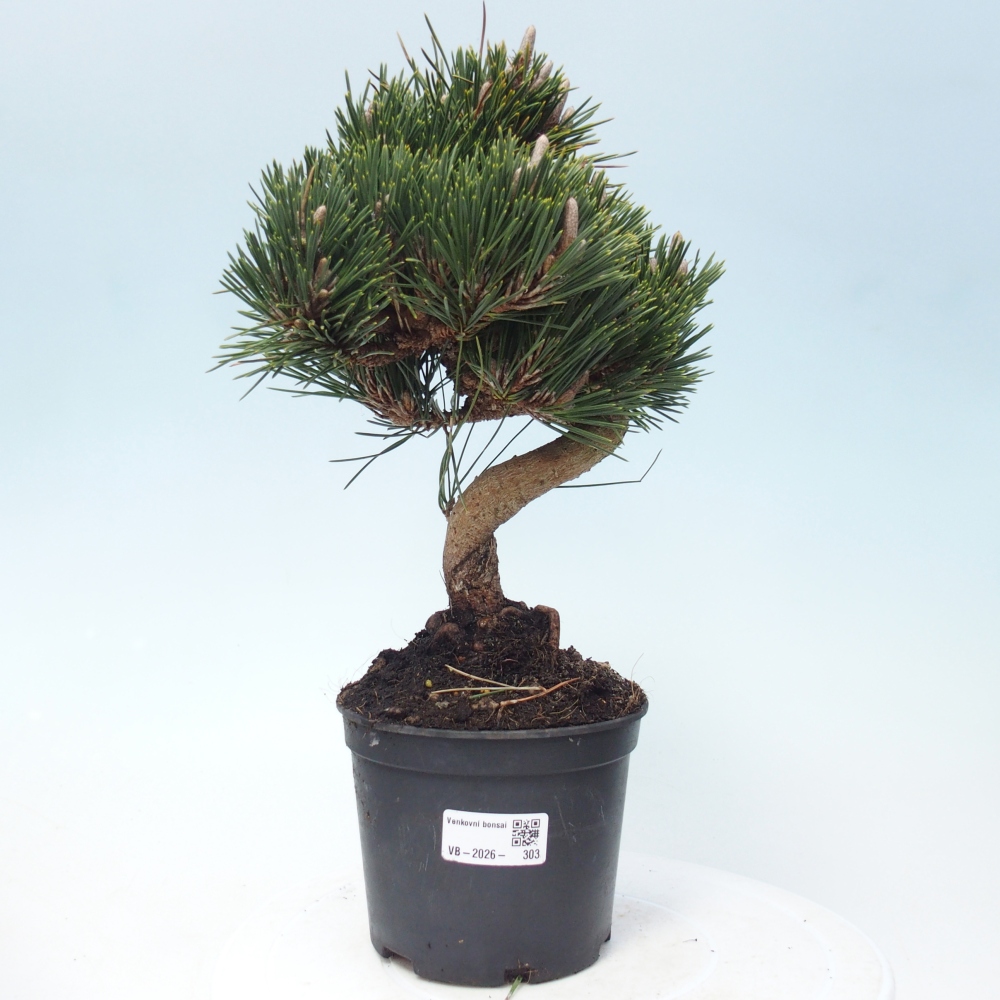 Bonsai voor buiten - Pinus thunbergii senjyumaru - Thunberg den