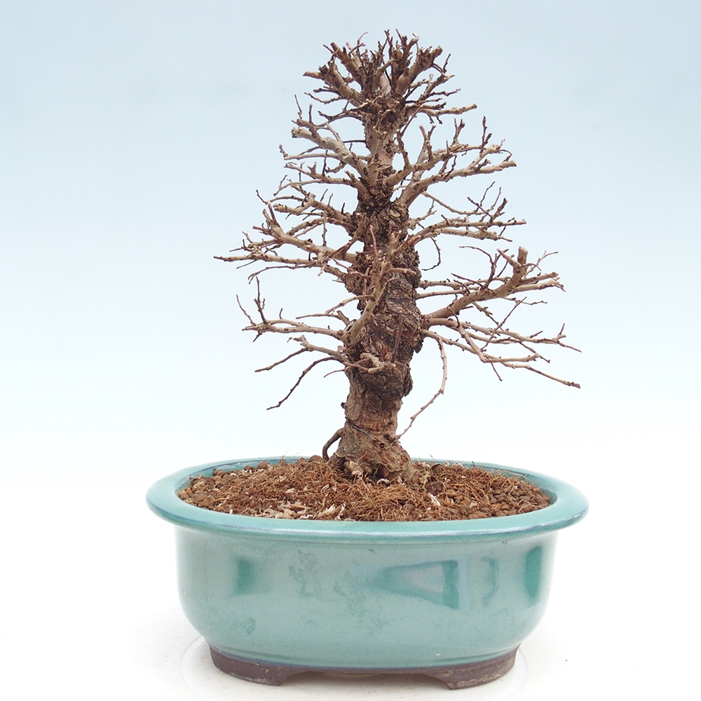 Bonsai voor buiten - Zelkova - Zelkova NIRE