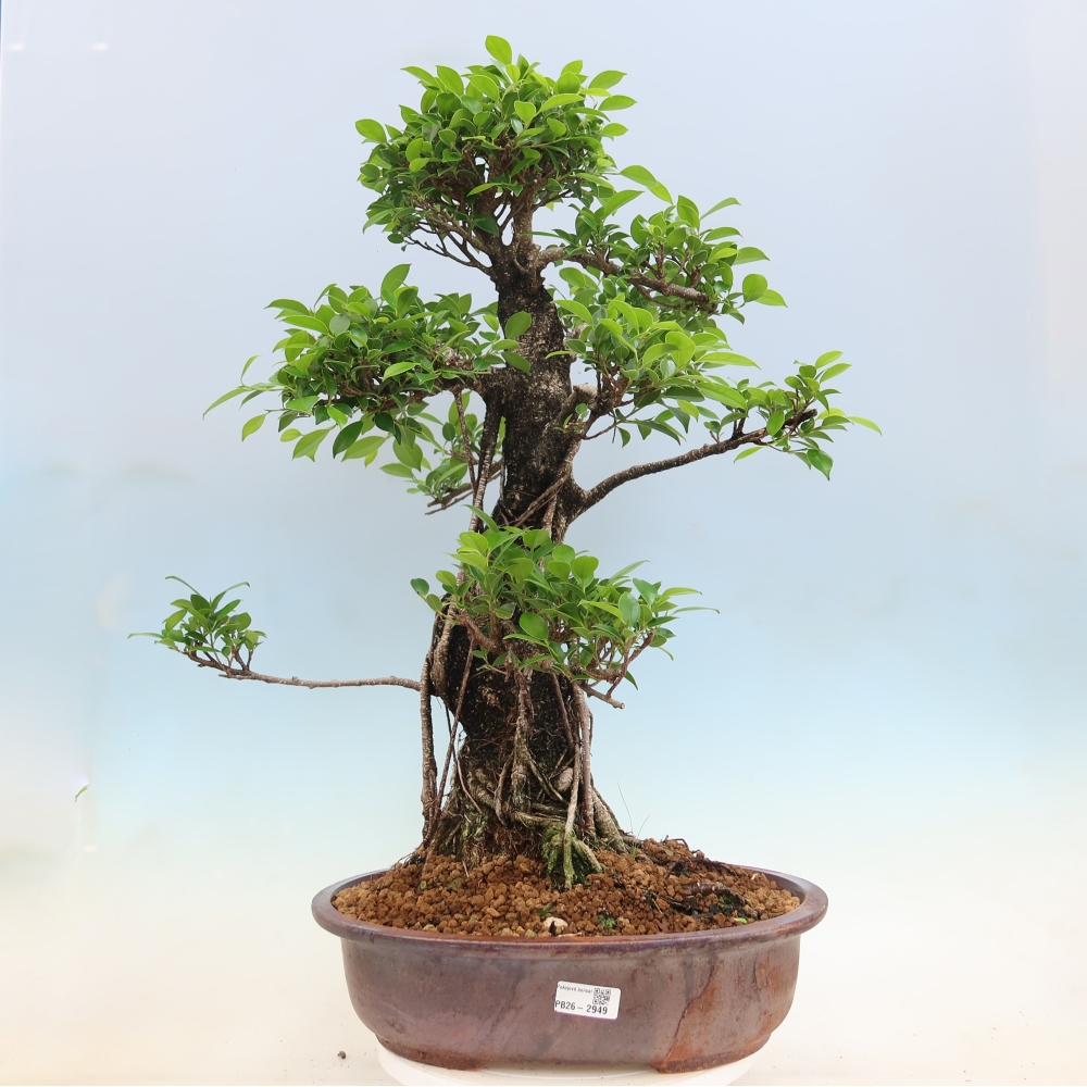 Kamerbonsai - Ficus kimmen - kleinbladige ficus