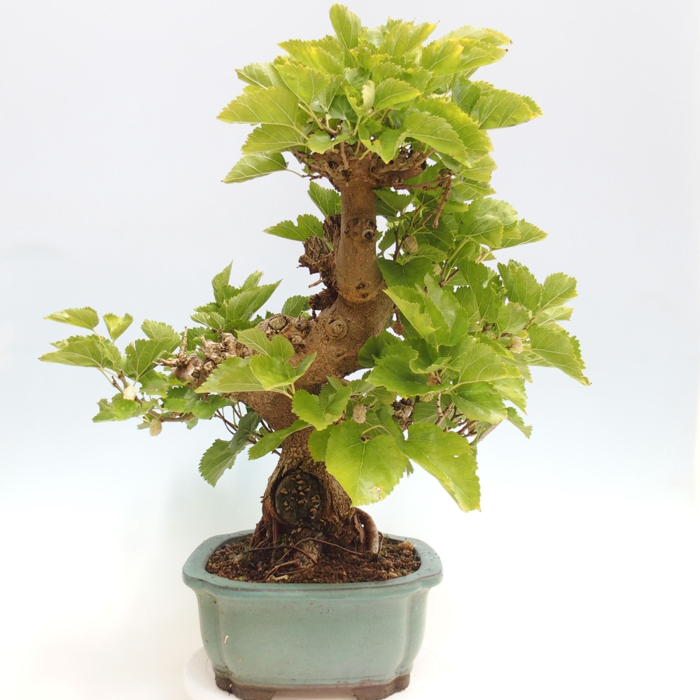 Bonsai voor buiten -Morus alba - moerbei