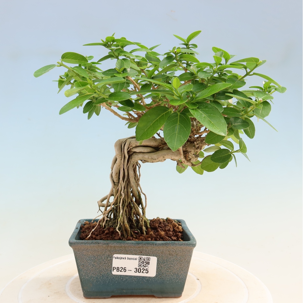 Bonsai voor binnen - Premna serratifolia - Kozlovna malolista